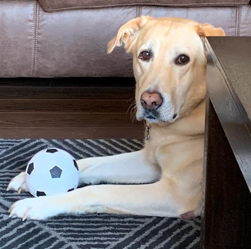 Tyson the Dog with his soccer ball.