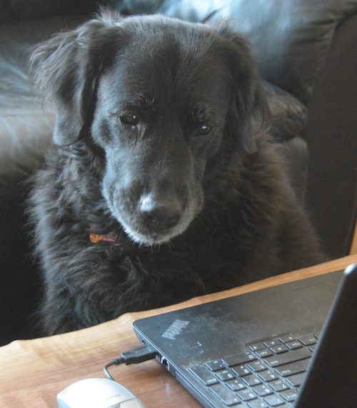 Bentley the Dog looks at a computer.