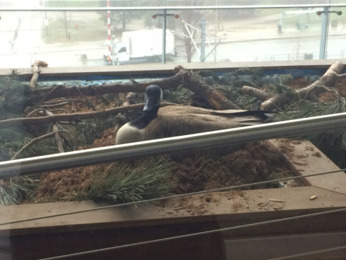 A goose nesting just outside someone's office window.