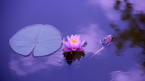 A lotus blossom floats next to a lily pad.