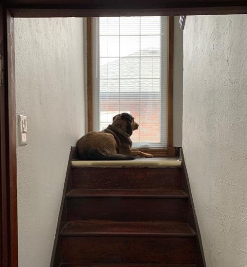 Abby the Dog sits on a stairway landing.
