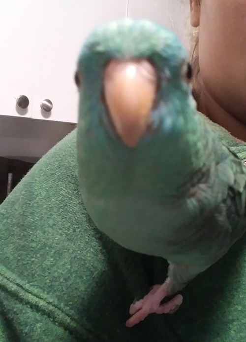 Bowie the Bird looking very green.
