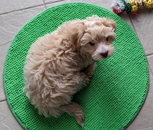 Reggie the Puppy curled up on a green mat.