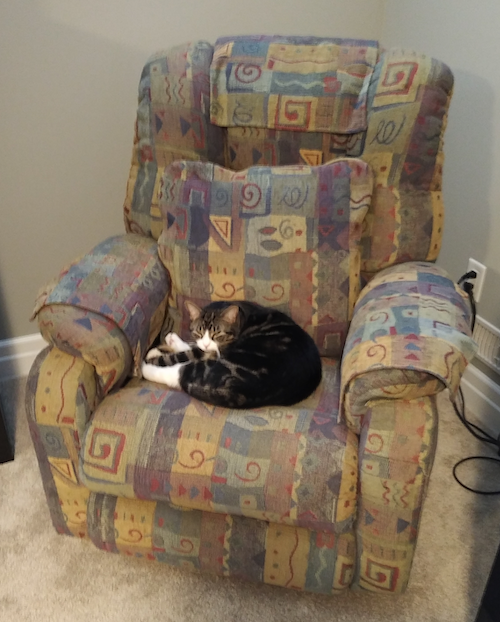 Gus the Cat has taken over this easy chair and is giving you a look like he knows it.