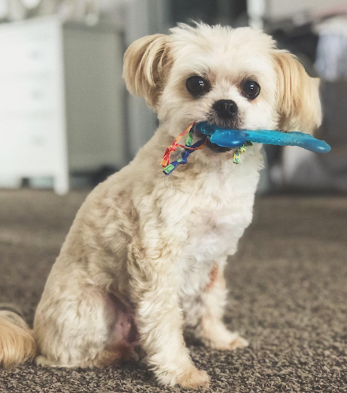 Mateo the Dog with a chew toy.