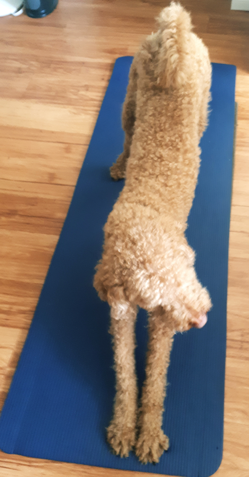  Elliot the dog stretches on a yoga mat.
