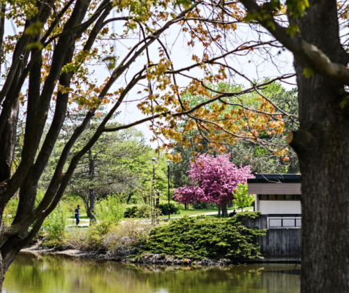 Trees blossom around the pond outside the Health Services building.