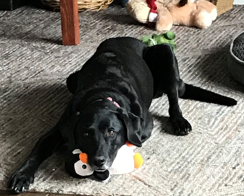 Molly the Dog drops a toy and a not-so-subtle hint that it's playtime.