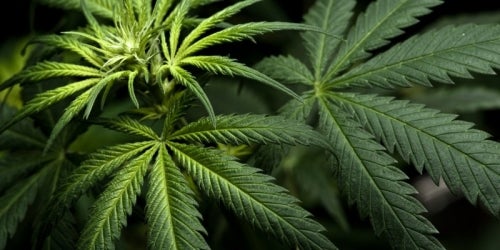 Leafy cannabis plants.