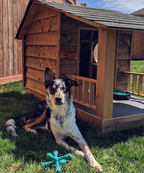 Atlas the Dog looking pleased as punch next to his new doghouse.