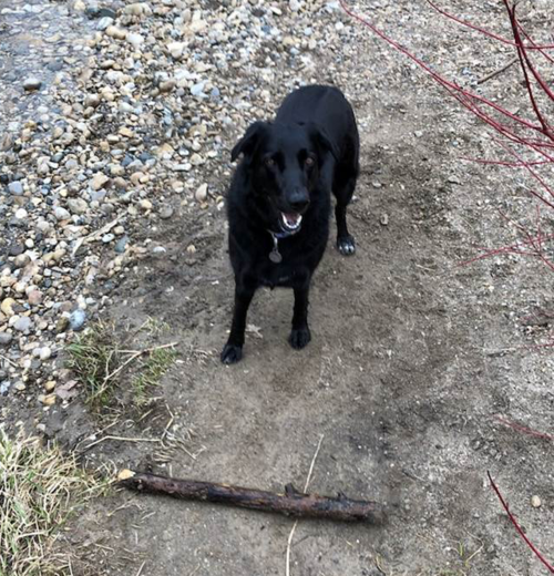 Spirit the Dog walks softly but carries a big stick.
