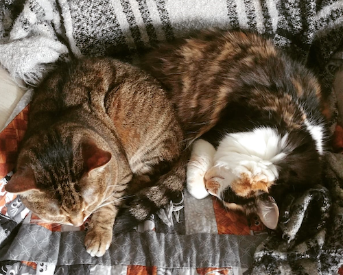 Tallulah and Calie the Cats curled up together.