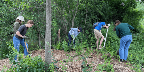 Volunteers dig with shovels in a wooded area.