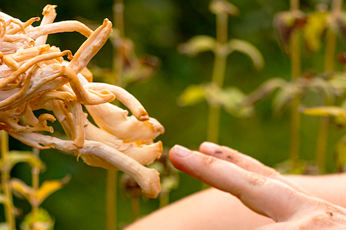 A hand reaches out to touch a growth of fungus.