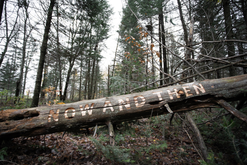 A fallen tree trunk in a forest with the words &quot;now and then&quot; carved into it.