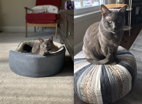 Piper the Cat in a cat bed and on a tuffet.