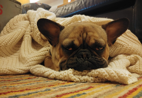Sedgwick the Dog under a blanket.