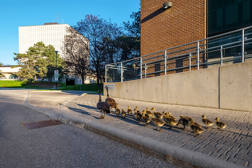 A gaggle of geese walk on the Needles Hall extension sidewalk.