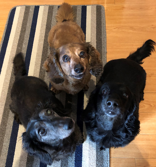 Three Dogs, Seamus, Neville and Max, look up.