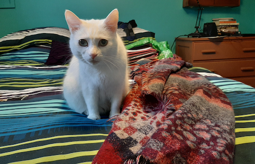 Flurry the Cat searches for tuna on a bedspread.