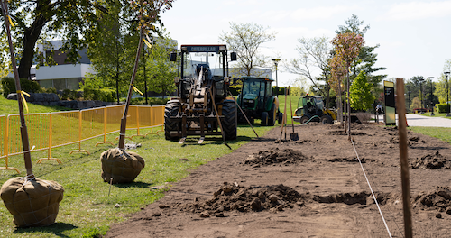 Cherry trees being planted along Huber Lane with construction equipment in the background.