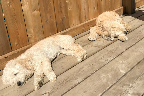 Frankie and Beanz the Dogs enjoy the sunshine out on the deck.
