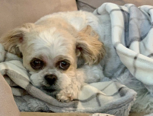 Koda the Dog on a blanket.