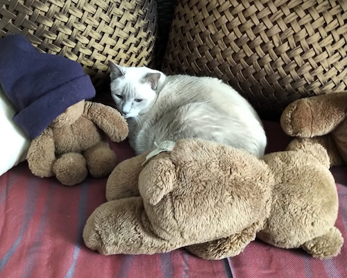 Skye the Cat surrounded by stuffed animals.