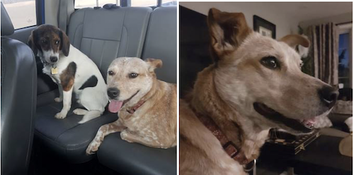 Molly the Dog gives Rosie the Dog some side-eye in the back seat of a car.