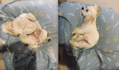 Nala the Dog crashes hard on a doggie bed.
