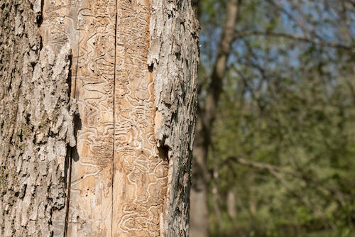 A tree bearing the track-like marks of ash borer beetle infestations.