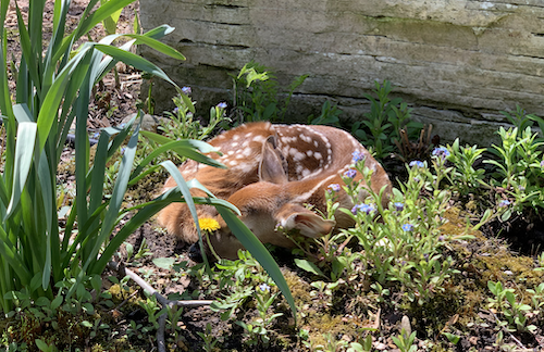 A fawn curls up in a flower bed.