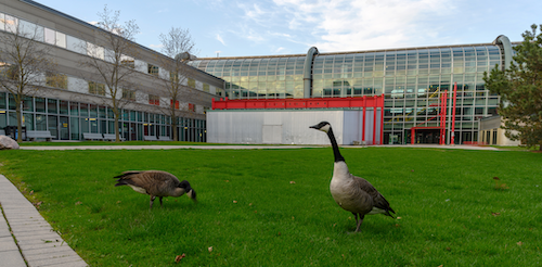 Two geese on the DC quad.