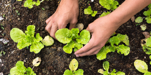 An overhead shot of a person planting lettuce in a garden.