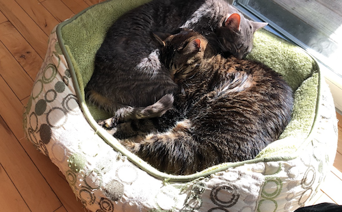 Scooby and Oreo the Cats in a ying-yang setup in a cat bed.