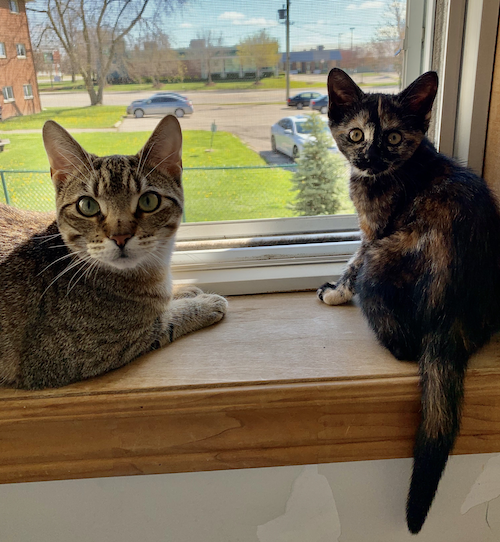 Hawk the Cat and Twyla the Kitten learn how to share a windowsill.