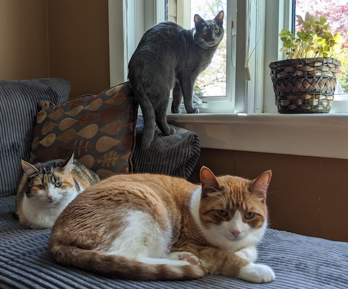Pandora, Titania, and Otis sit near a window.