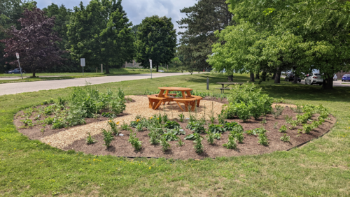 The pollinator garden project at Conrad Grebel - a picnic table in the centre of radiating circular garden patches.