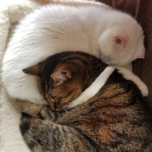 Cleo and Princess the Cats curled up together.
