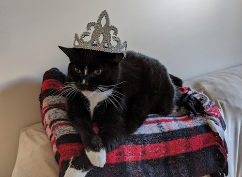 Pickles the Cat wears a crown.