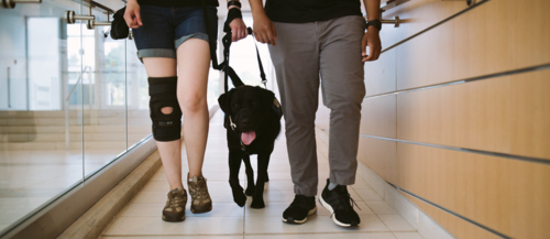 A person with a knee brace walks next to a person with a service dog.