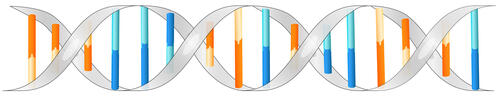 DNA is a double-helix molecule formed by base pairs (adenine and thymine depicted in blue, guanine and cytosine depicted in orange) attached to a sugar-phosphate backbone (in grey).