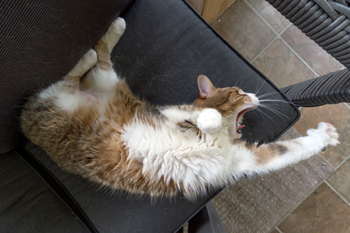 Jadzia the Cat stretches.