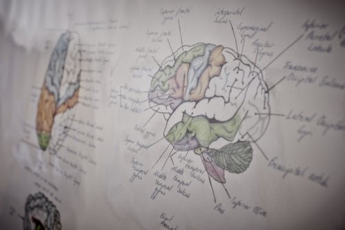 A whiteboard image of a brain with notations around it.