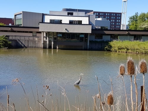 A sandhill crane in the pond outside Health Services.