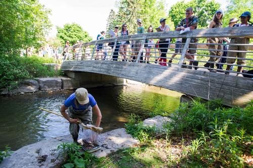 A student gathers samples in Laurel Creek while others watch from the bridge.