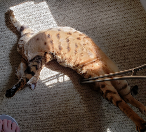 Sophie the Cat stretches in a sunbeam.