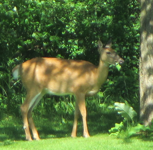  A deer munches on some leaves.