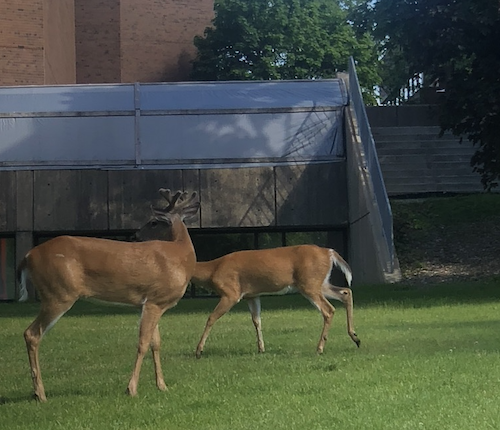 A pair of deer frolick on the grass on campus.