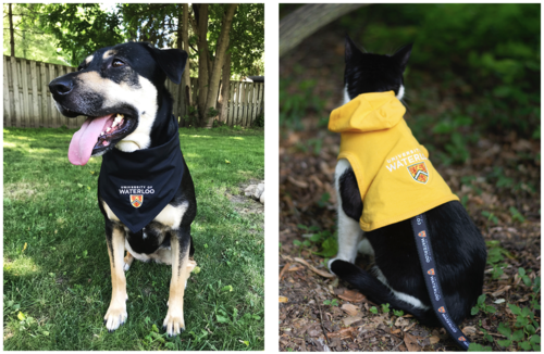 A cat and dog decked out in UWaterloo pet apparel.